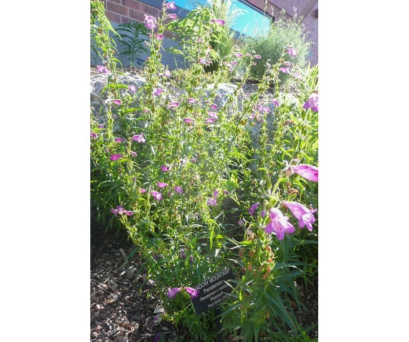 Shadow Mountain Penstemon
